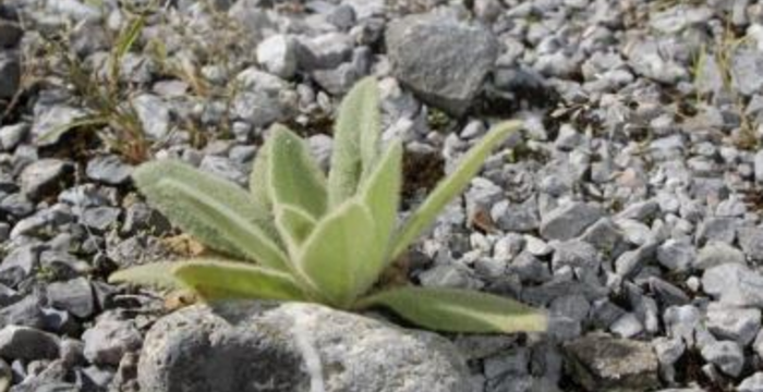 Förderung der Biodiversität