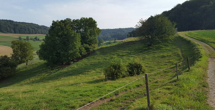 Externe Weide Guggehübel