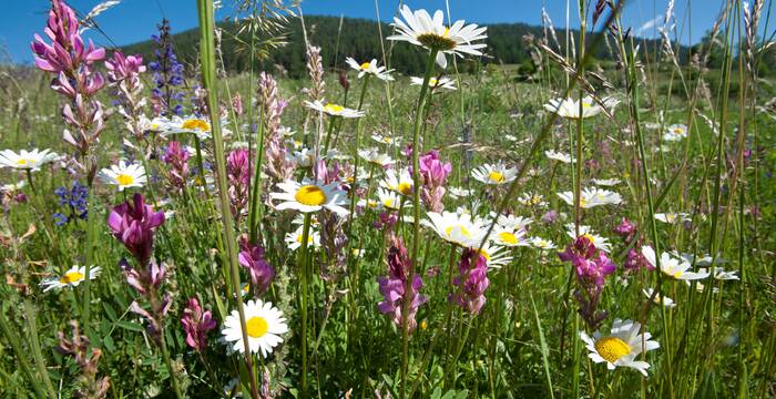 Blumenwiese