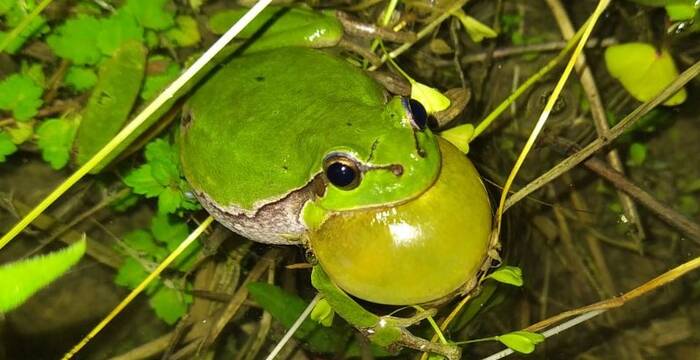 Laubfrosch im Wasserschloss